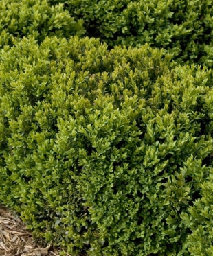 Buxus x 'Green Velvet'