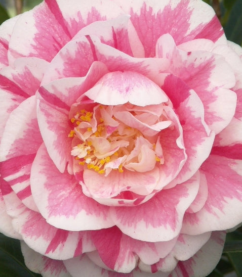 Camellia jap. 'Jordan's Pride' (pink)
