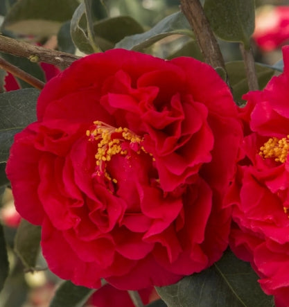 Camellia jap. 'Kramer's Supreme' (red)