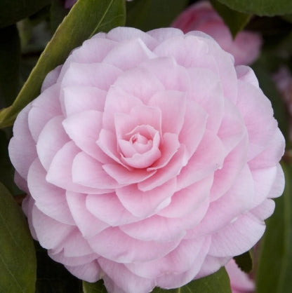 Camellia jap. 'Pearl Maxwell' (pink)