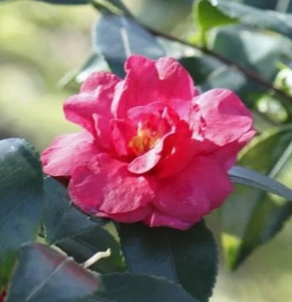 Camellia sas. 'Bonanza' (red)