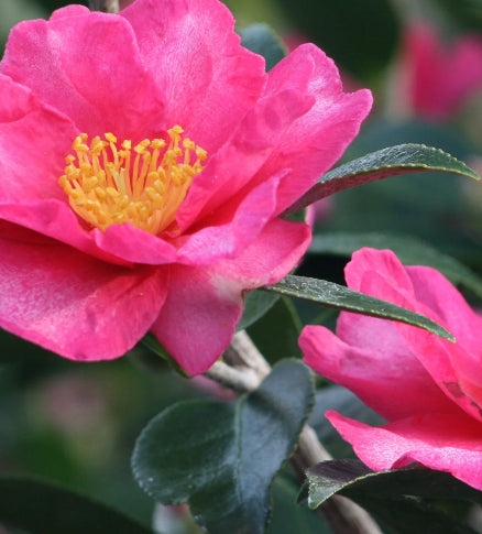 Camellia sas. 'Kanjiro' (rose) ESPALIER
