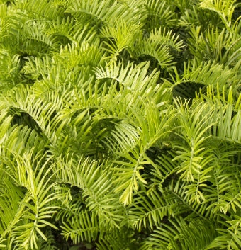 Cephalotaxus harringtonia 'Prostrata' (CG)