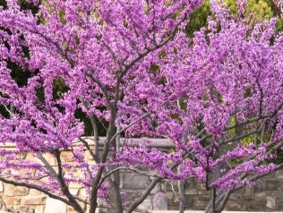 Cercis can. 'Forest Pansy' (pink) (CG)