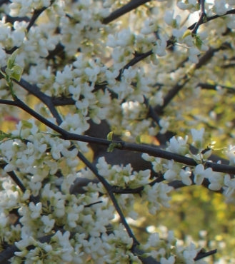 Cercis can. 'Vanilla Twist' PP22744 (CG))
