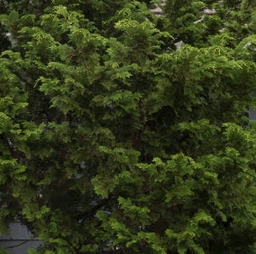 Chamaecyparis ob. 'Gracilis' (CG)