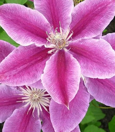 Clematis 'Dr. Ruppel' (pink)