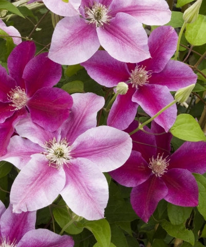 Clematis 'Kilian Donahue' (pink)