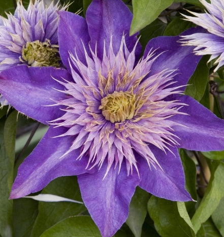 Clematis 'Multi-Blue' (blue)