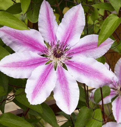 Clematis 'Nelly Moser' (pink)