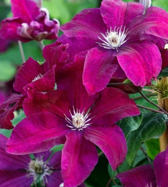 Clematis 'Rouge Cardinal' (red)