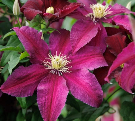 Clematis 'Niobe' (red)