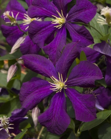Clematis x 'Barbara Jackman' (blue)