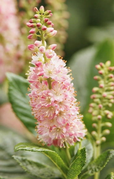 Clethra a. 'Ruby Spice'