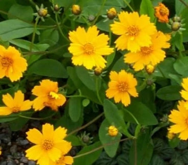 Coreopsis auriculata 'Nana' (yellow)