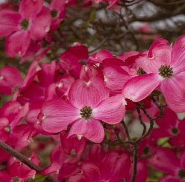 Cornus fl. 'Cherokee Chief' (ruby red) (CG)