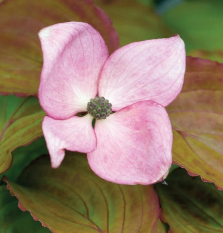 Cornus k. 'Heart Throb'® (red/pink)