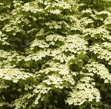 Cornus k. chinensis (white) (CG)
