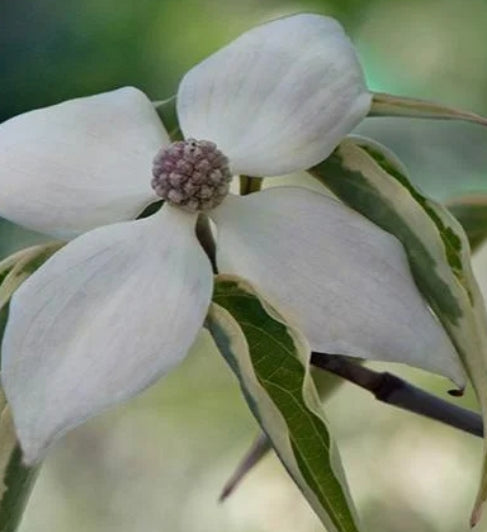 Cornus k.c. 'Samaritan'® (white) (CG)