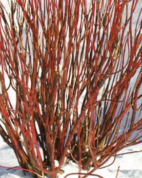 Cornus stolonifera 'Arctic Fire' Yellow