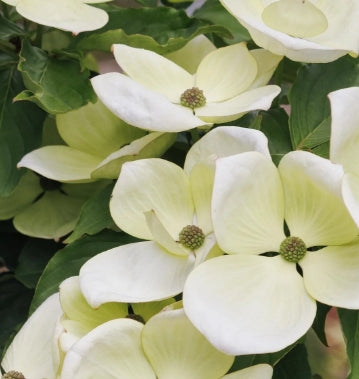 Cornus x 'Venus'® PP16309 (white) (CG)