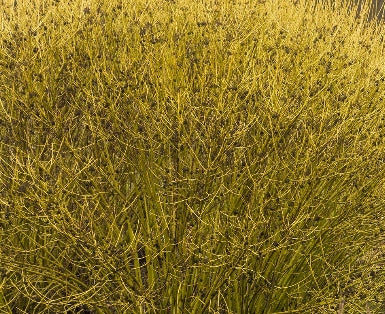 Cornus, shrub, sericea 'Flaviramea'
