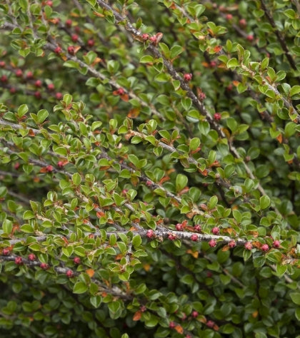 Cotoneaster apiculatus 'Tom Thumb'