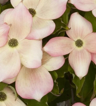 Cornus x ru. 'Stellar Pink'® (pink) (CG)