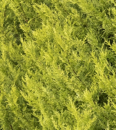 Cupressus macrocarpa 'Donard Gold' (CG)
