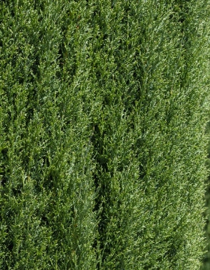 Cupressus semp. 'Glauca'