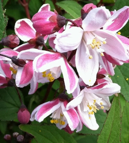 Deutzia rosea 'Nikko Blush' (pink/white)
