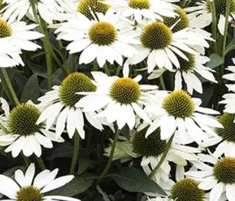 Echinacea KISMET® White PPAF (white)