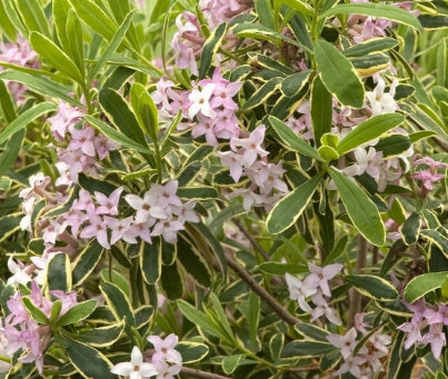 Daphne x b. 'Carol Mackie'