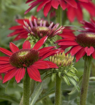 Echinacea p. SOMBRERO® 'Baja Burgundy' #USPP (magenta)