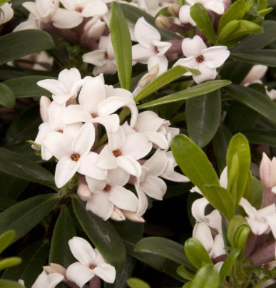 Daphne x transatlantica 'Eternal Fragrance' PP18361