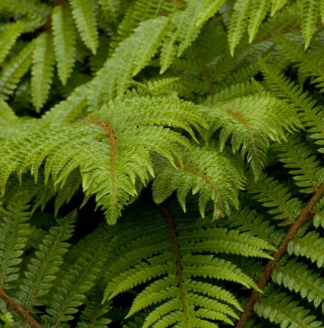 Fern, Polystichum setiferum - Soft Shield
