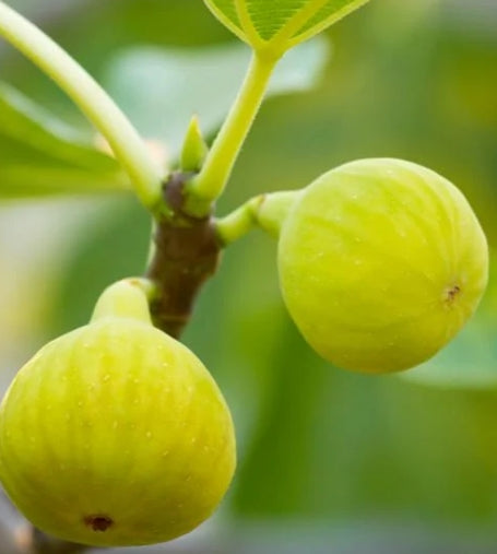 Ficus carica 'Desert King'