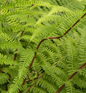 Fern, Athyrium angustum 'Lady in Red'