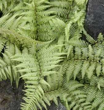 Fern, Athyrium x 'Ghost'