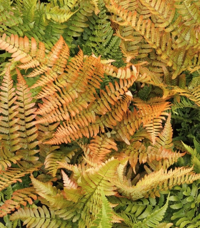 Fern, Dryopteris erythrosora - Autumn Brilliance