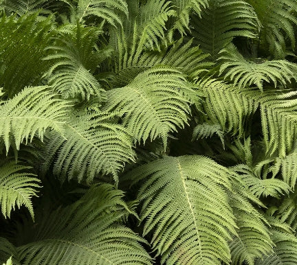 Fern, Matteuccia struthiopteris - Ostrich