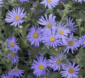 Aster 'Wood's Blue'