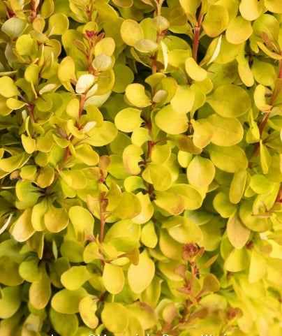 Berberis thunbergii 'Golden Rocket' PP18626