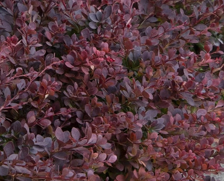 Berberis thunbergii Lava Nugget® 'Martha' PP#30594
