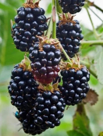 Berry, Blackberry 'Black Satin'