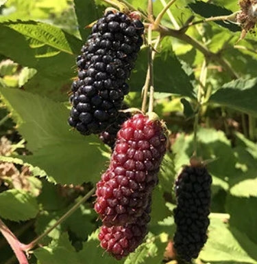 Berry, Blackberry 'Columbia Giant'