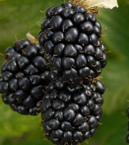 Berry, Blackberry PRIME-ARK® TRAVELER PPAF