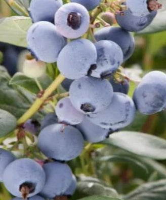 Berry, Blueberry 'Bluecrop' (N.Hyb./Mid)