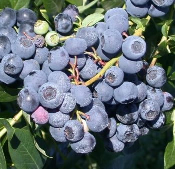 Berry, Blueberry 'Patriot' (N.Hyb./Early)