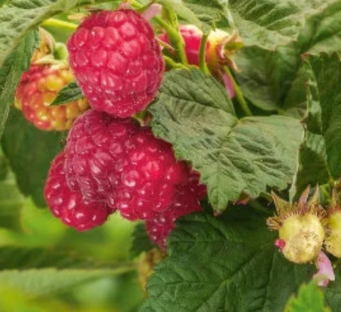 Berry, Raspberry 'Willamette'